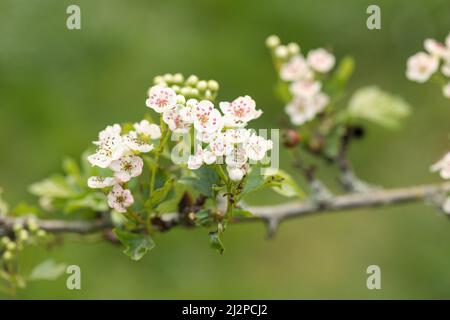 Nahaufnahme von Crataegus monogyna 'biflora' / Glastonbury Hawthorn im Frühjahr mit weißer Blüte vor verschwommenem grünen Hintergrund, England Stockfoto