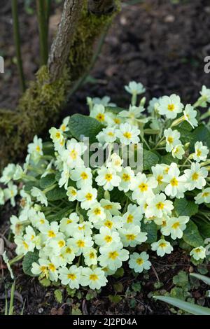 Nahaufnahme eines Blütenklumpens von Primeln / Primula vulgaris, der in einem Frühlingsgarten blüht, England, Großbritannien Stockfoto