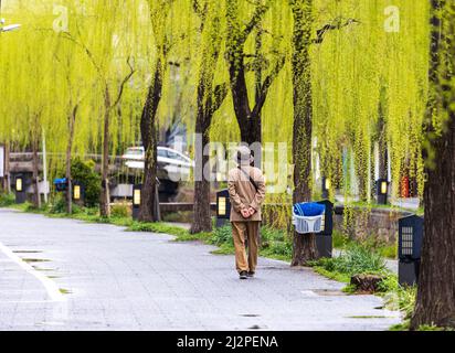 Nicht identifizierter Einzelmensch läuft in Kyoto entlang hängenden Weiden Stockfoto