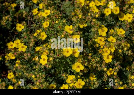 Im Sommer blüht das struppige Zinkfett gelb. Blühende Potentilla fruticosa. Stockfoto
