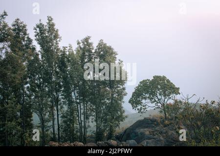 Bäume entlang des Geländes in Shevaroy Hills, Yercaud, Indien Stockfoto