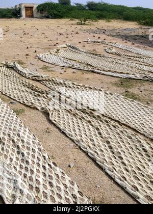 Indien, Gujarat, Großer Rann Von Kutch. Ajrakh Blockdruck in Ajrakhpur Dorf in der Nähe von Bhuj. Streifen bedruckter Textilien trocknen in der Sonne. Stockfoto