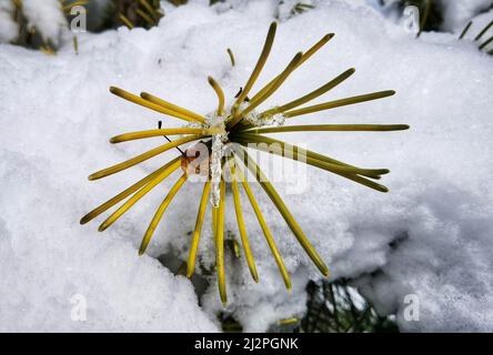 München, Bayern, Deutschland. 3. April 2022. Kiefern bedeckt mit Schnee und Eis nach zwei Tagen Schneefall über Süddeutschland, bevor wärmere Temperaturen und Regen die Wintersaison wahrscheinlich beenden. (Bild: © Sachelle Babbar/ZUMA Press Wire) Stockfoto