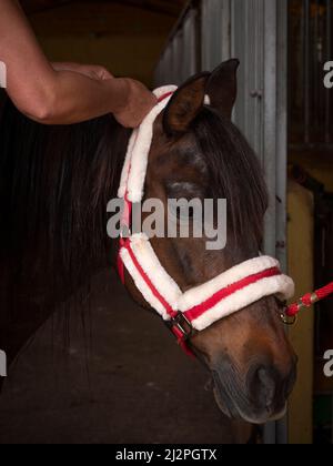 Weibliche Hände, die einem reinrassigen andalusisch-arabischen Schollmaster-Pferd Zöpfe machen. Stockfoto