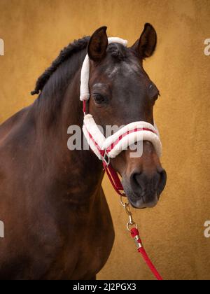 Vorderansicht des reinrassigen andalusisch-arabischen Schollmaster Pferdes. Stockfoto