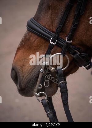 Nahaufnahme des Auges des Dressurpferdes mit einem Lederhalter mit kleinen Diamantdetails. Stockfoto