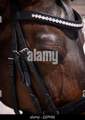 Nahaufnahme des Auges des Dressurpferdes mit einem Lederhalter mit kleinen Diamantdetails. Stockfoto