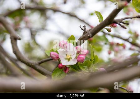 Viele schöne Blüten von Apfelbaum im Frühjahr Stockfoto