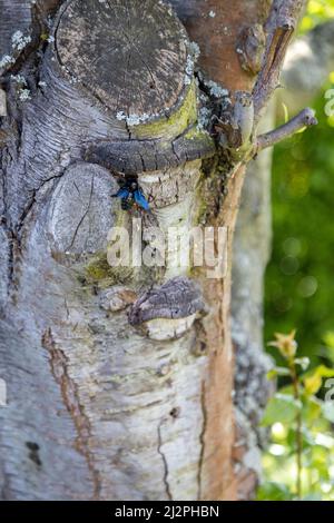 Eine wunderschöne blaue Holzbiene arbeitet am Stamm eines alten Baumes. Stockfoto