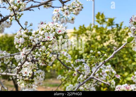 Nahaufnahme von blühenden Birnenzweigen mit weißen Blüten auf verschwommenem Hintergrund. Selektiver Fokus Stockfoto