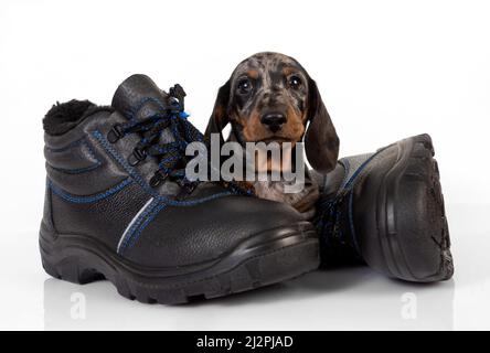 Kleiner Dackel-Welpe aus Marmor mit Schuhen auf weißem Studiohintergrund Stockfoto