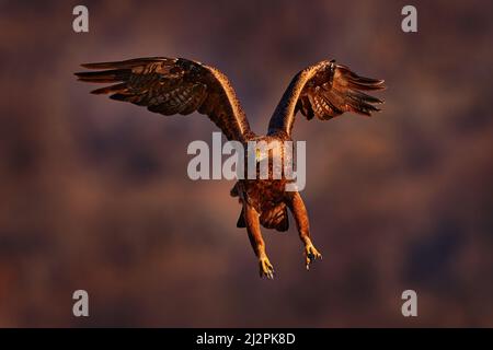 Eagle-Sonnenuntergang. Östliche Rhodopen Felsen mit Adler. Fliegender Greifvogel Steinadler mit großer Spannweite, Foto mit Schneeflocken im Winter, Steinberg Stockfoto