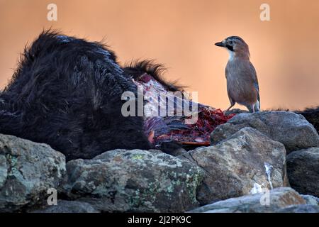 Eurasischer eichelhäher, Garrulus glandarius und Rinderwadenkadaver, Wildtiere. Vogelernährungsverhalten in felsigen Bergen. Grauer Steinhabitat, östliche Rhodopen in B Stockfoto