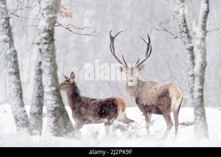 Winterliche Tierwelt. Rothirsch, Cervus elaphus, großes Tier im Naturwald Lebensraum. Hirsch im Eichenberg, Studen Kladenec, Östrhodopen, Stockfoto
