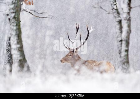 Winterliche Tierwelt. Rothirsch, Cervus elaphus, großes Tier im Naturwald Lebensraum. Hirsch im Eichenberg, Studen Kladenec, Östrhodopen, Stockfoto