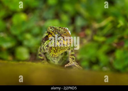 Chameleon aus Uganda in Afrika. Johnston's Chamäleon, Chamaeleo johnstoni, Spaziergang entlang Zweig, Bwindi National Park, Uganda.Grünes Chamäleon auf der Stockfoto