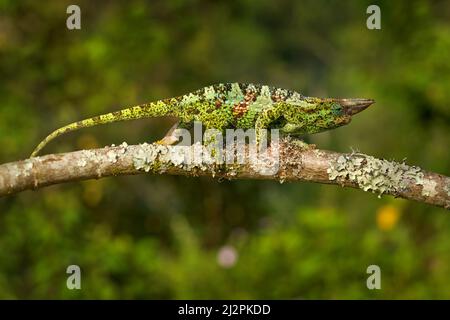 Chameleon aus Uganda in Afrika. Johnston's Chamäleon, Chamaeleo johnstoni, Spaziergang entlang Zweig, Bwindi National Park, Uganda.Grünes Chamäleon auf der Stockfoto