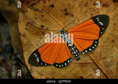 Danaus chrysippus, schlichter Tiger, afrikanischer Königin Monarch, schwarzer orangefarbener Schmetterling auf dem braunen alten Blatt im Wald, Kibale NP, Uganda in Afrika. Danaus Stockfoto