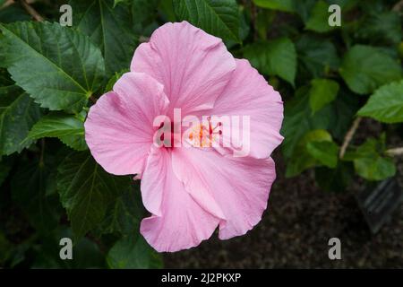 Die rosa Hibiskusblüte aus nächster Nähe in Longwood Gardens, Kennet Square, Pennsylvania, USA, PA-Bilder Botanischer Garten in den USA Stockfoto