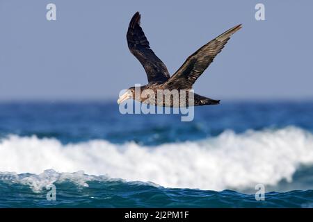 Riesensturmvögel im Flug, großer Seevogel am Himmel. Tier in der Natur Lebensraum. Seevogel von Sea Lion Island, Falkland Island. Meereswelle, Antarktis Stockfoto