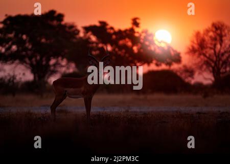 Impala - Sonnenuntergang in Afrika Tierwelt. Schönes Impala im Gras mit Abendsonne. Tier in der Natur Lebensraum. Stockfoto