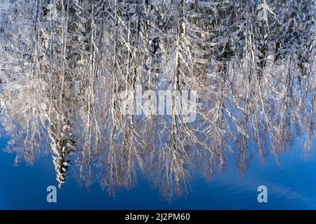 Fabelhafte winterliche Landschaft schneebedeckter Nadelwald spiegelt sich in einem klaren blauen Wasser eines Flusses wider. Wunderbares natürliches Aquarell. Weißer Schnee und b Stockfoto