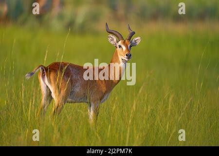 Ugandischer Kob, Kobus Kob thomasi, regnerischer Tag in der Savanne. KOB Antilope in der grünen Vegetation während des Regens, Queen Elizabeth NP in Uganda, Afrika. Stockfoto