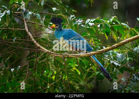 Großer blauer turaco, Corythaeola cristata, Vogel, der auf dem Baumzweig in der Natur sitzt. Blue turaco im Kibale Forest in Uganda, Afrika. Schöner Stockfoto