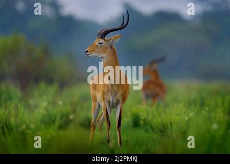Ugandischer Kob, Kobus Kob thomasi, regnerischer Tag in der Savanne. KOB Antilope in der grünen Vegetation während des Regens, Queen Elizabeth NP in Uganda, Afrika. Stockfoto