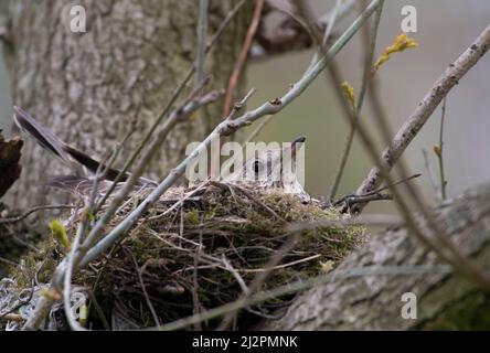 Mistle Thrush, Turdus viscivorus, erwachsenes Weibchen, das Eier im Nest brütet, Queen's Park, London, Vereinigtes Königreich Stockfoto