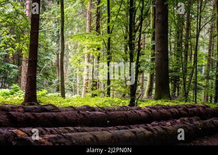 Das Waldgebiet der Granitz mit europäische Buche, Fagus sylvatica und Trauben-eiche, Quercus pontica, im Biosphärenreservat Südost Rügen, Deutschland Stockfoto