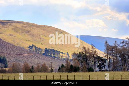 Frühlingshafte Aussicht auf Ackerland, gerootene Forstwirtschaft und Hügel in der Nähe der Siedlung Cappercleuch in den schottischen Grenzen, Schottland Stockfoto