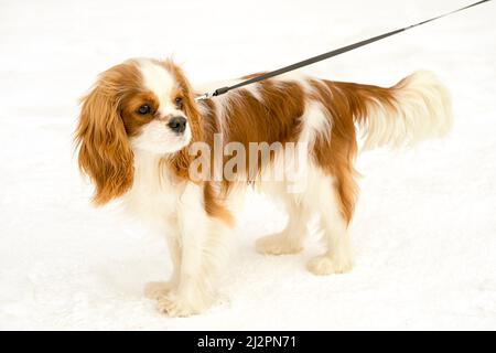 Cavalier King charles Spaniel Porträt. Hund steht auf einem Schnee mit Leine. Stockfoto