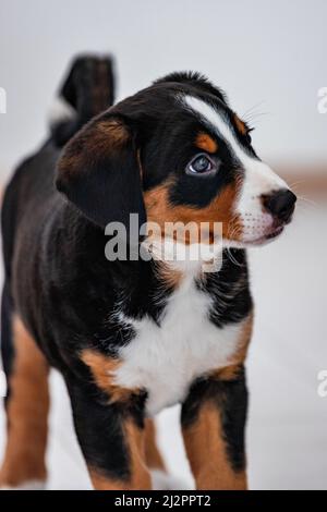 Wunderschöner Trikolore-Welpe, bouvier de Appenzell, ein schweizer Hund Stockfoto