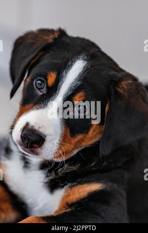 Wunderschöner Trikolore-Welpe, bouvier de Appenzell, ein schweizer Hund Stockfoto