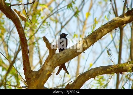 Treescape im Regenwald mit Vogel. Schwarzer Drongo - Dicrurus macrocercus. Indien Stockfoto