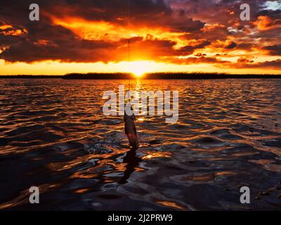 Angeln bei Sonnenuntergang. Raubfische beim Spinnen fangen. Sonnenuntergangsfarben auf der Wasseroberfläche, sonniger Weg von der niedrigen Sonne. Nerfling fing auf einem Spinner Stockfoto