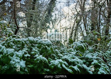Subtropischer Wald nach einem unerwarteten kurzfristigen Schneefall. Die niedrige Wintersonne bricht durch die Zweige des Waldes und gelbe Blätter Stockfoto