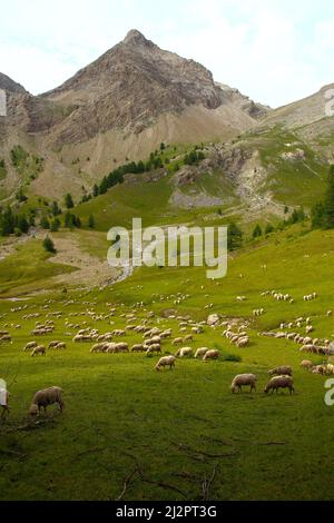 An einem späten Julinachmittag grast eine Herde Schafe auf den Wiesen von Haut Verdon (Parc du Mercantour, Alpes-de-Haute-Provence, Frankreich) Stockfoto