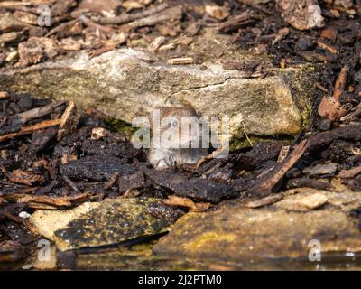 Bankvole spätet ein Loch aus Stockfoto