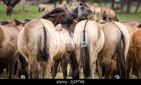 Mehrfelder Bruch, NRW, Deutschland. 04. April 2022. Familiengruppen ernähren sich gemeinsam von Heu. Eine Herde von über 300 der Dülmen Ponys, eine bedrohte Art und alte Rasse, leben unter wilden Bedingungen, aber in einem geschützten Gebiet von c.. 350 Hektar mit Wald und Grünland im Naturschutzgebiet Merfelder Bruch. Die Herde lebt in Familienclans mit sehr geringen menschlichen Eingriffen, abgesehen von gelegentlicher Heuversorgung im Winter. Kredit: Imageplotter/Alamy Live Nachrichten Stockfoto