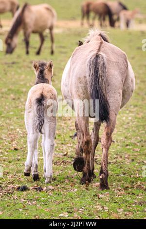 Mehrfelder Bruch, NRW, Deutschland. 04. April 2022. Ein Fohlen trabt neben seiner Mutter. Eine Herde von über 300 der Dülmen Ponys, eine bedrohte Art und alte Rasse, leben unter wilden Bedingungen, aber in einem geschützten Gebiet von c.. 350 Hektar mit Wald und Grünland im Naturschutzgebiet Merfelder Bruch. Die Herde lebt in Familienclans mit sehr geringen menschlichen Eingriffen, abgesehen von gelegentlicher Heuversorgung im Winter. Kredit: Imageplotter/Alamy Live Nachrichten Stockfoto