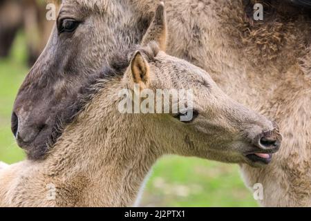 Mehrfelder Bruch, NRW, Deutschland. 04. April 2022. Ein Fohlen mit seiner Mutter. Eine Herde von über 300 der Dülmen Ponys, eine bedrohte Art und alte Rasse, leben unter wilden Bedingungen, aber in einem geschützten Gebiet von c.. 350 Hektar mit Wald und Grünland im Naturschutzgebiet Merfelder Bruch. Die Herde lebt in Familienclans mit sehr geringen menschlichen Eingriffen, abgesehen von gelegentlicher Heuversorgung im Winter. Kredit: Imageplotter/Alamy Live Nachrichten Stockfoto