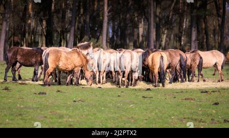 Mehrfelder Bruch, NRW, Deutschland. 04. April 2022. Familiengruppen ernähren sich gemeinsam von Heu. Eine Herde von über 300 der Dülmen Ponys, eine bedrohte Art und alte Rasse, leben unter wilden Bedingungen, aber in einem geschützten Gebiet von c.. 350 Hektar mit Wald und Grünland im Naturschutzgebiet Merfelder Bruch. Die Herde lebt in Familienclans mit sehr geringen menschlichen Eingriffen, abgesehen von gelegentlicher Heuversorgung im Winter. Kredit: Imageplotter/Alamy Live Nachrichten Stockfoto