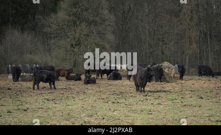Rinderherde auf einer Wiese Stockfoto