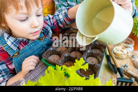 Das Kind wässert die Samen, die in Torftabletten im Tablett gepflanzt wurden Stockfoto