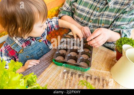 Das Kind stellt Torftabletten in das Tablett des Mini-Gewächshauses Stockfoto