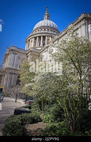 Großbritannien, London - Frühlingsblüte vor der St. Paul's Cathedral Stockfoto