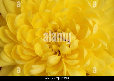 Kern der großen gelben Chrysantheme Blume. Nahaufnahme. Makro Stockfoto