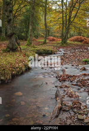 Ein herbstlicher Blick auf einen gewundenen Bach in den Wäldern bei Hodders Coombe in der Nähe von Holford auf den Quantock Hills, Somerset, England, Großbritannien Stockfoto